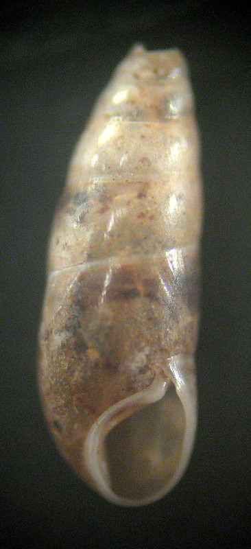 Hypnophila cylindracea (Calcara, 1840)